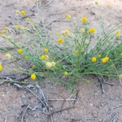 Calotis lappulacea (Yellow Burr Daisy) at Isaacs Ridge - 30 Mar 2020 by Mike
