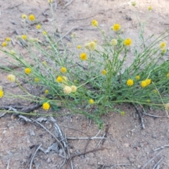Calotis lappulacea (Yellow Burr Daisy) at Isaacs Ridge - 31 Mar 2020 by Mike