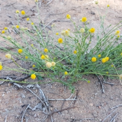 Calotis lappulacea (Yellow Burr Daisy) at Isaacs Ridge - 31 Mar 2020 by Mike