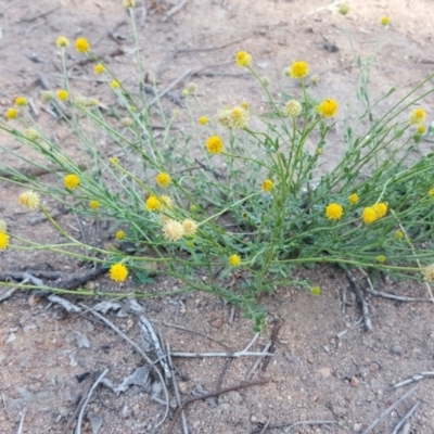 Calotis lappulacea (Yellow Burr Daisy) at Isaacs Ridge and Nearby - 30 Mar 2020 by Mike