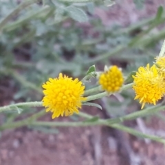 Calotis lappulacea at Isaacs Ridge - 31 Mar 2020