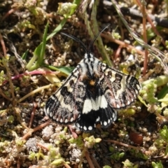 Apina callisto (Pasture Day Moth) at Red Hill to Yarralumla Creek - 31 Mar 2020 by JackyF