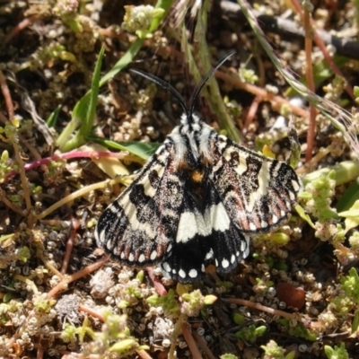 Apina callisto (Pasture Day Moth) at Deakin, ACT - 31 Mar 2020 by JackyF