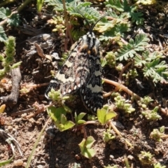 Apina callisto at Deakin, ACT - 31 Mar 2020