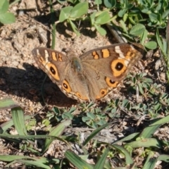 Junonia villida (Meadow Argus) at Red Hill to Yarralumla Creek - 31 Mar 2020 by JackyF