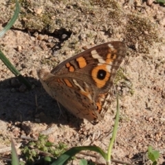 Junonia villida at Deakin, ACT - 31 Mar 2020 04:03 PM