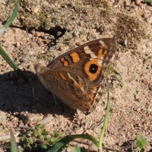 Junonia villida at Deakin, ACT - 31 Mar 2020 04:03 PM