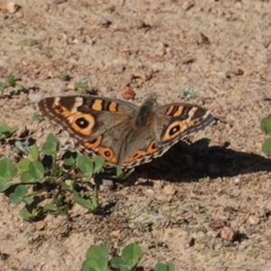 Junonia villida at Deakin, ACT - 31 Mar 2020 04:03 PM