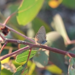 Zizina otis (Common Grass-Blue) at Red Hill to Yarralumla Creek - 28 Mar 2020 by JackyF