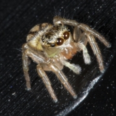 Unidentified Jumping or peacock spider (Salticidae) at Evatt, ACT - 30 Mar 2020 by DerekC