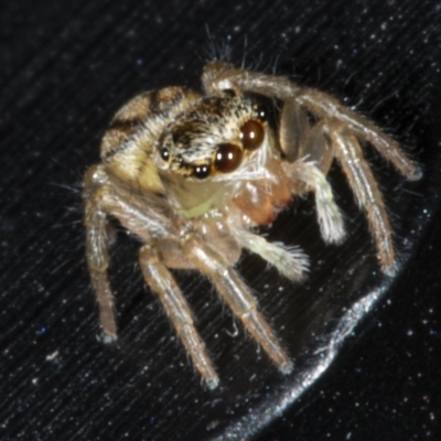 Unidentified Jumping or peacock spider (Salticidae) at Evatt, ACT - 30 Mar 2020 by DerekC