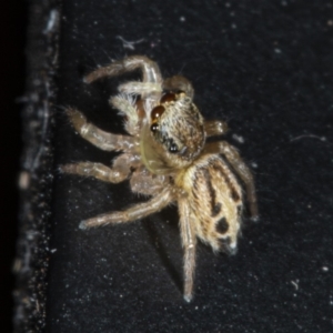 Opisthoncus sp. (genus) at Evatt, ACT - 30 Mar 2020 03:13 PM