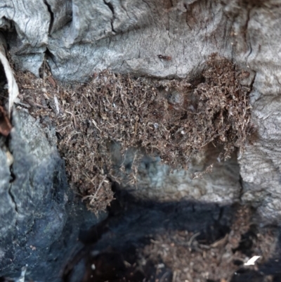 Papyrius nitidus (Shining Coconut Ant) at Hughes Grassy Woodland - 28 Mar 2020 by JackyF