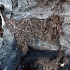 Papyrius nitidus (Shining Coconut Ant) at Hughes, ACT - 28 Mar 2020 by JackyF