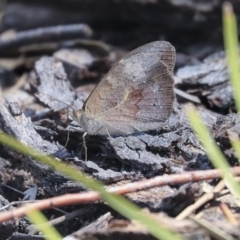 Heteronympha merope (Common Brown Butterfly) at The Pinnacle - 14 Feb 2020 by AlisonMilton