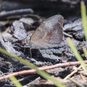 Heteronympha merope at Dunlop, ACT - 14 Feb 2020 11:01 AM