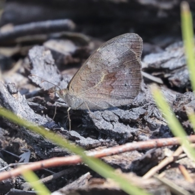 Heteronympha merope (Common Brown Butterfly) at The Pinnacle - 14 Feb 2020 by AlisonMilton