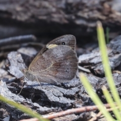 Heteronympha merope at Dunlop, ACT - 14 Feb 2020 11:01 AM