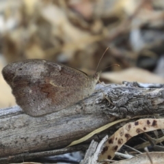 Heteronympha merope at Dunlop, ACT - 14 Feb 2020 11:01 AM