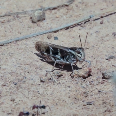 Gastrimargus musicus (Yellow-winged Locust or Grasshopper) at Dunlop, ACT - 14 Feb 2020 by AlisonMilton