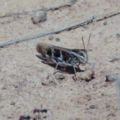 Gastrimargus musicus (Yellow-winged Locust or Grasshopper) at The Pinnacle - 14 Feb 2020 by AlisonMilton