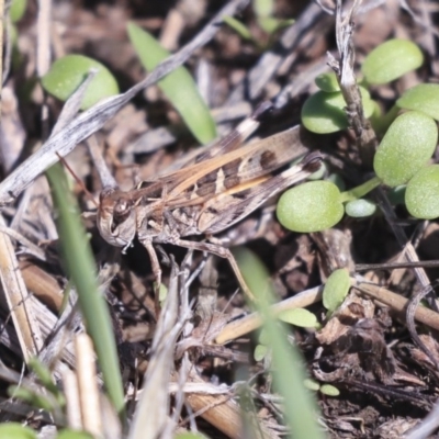 Oedaleus australis (Australian Oedaleus) at The Pinnacle - 14 Feb 2020 by AlisonMilton