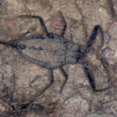 Laccotrephes tristis (Water Scorpion or Toe-biter) at Bruce, ACT - 9 Feb 2019 by Bron