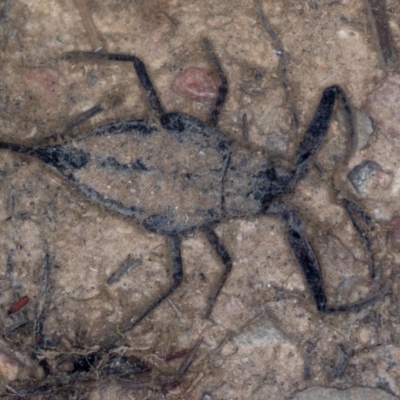 Laccotrephes tristis (Water Scorpion or Toe-biter) at Bruce, ACT - 9 Feb 2019 by Bron