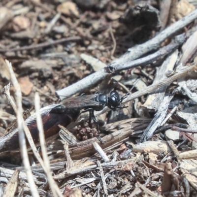 Crabroninae (subfamily) (Unidentified solitary wasp) at Dunlop, ACT - 14 Feb 2020 by AlisonMilton
