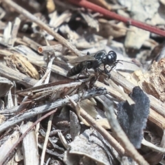 Crabroninae (subfamily) at Dunlop, ACT - 14 Feb 2020