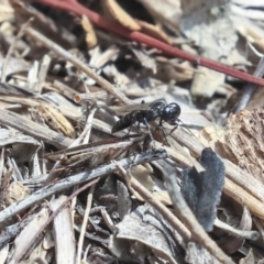 Crabroninae (subfamily) at Dunlop, ACT - 14 Feb 2020