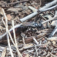 Crabroninae (subfamily) at Dunlop, ACT - 14 Feb 2020