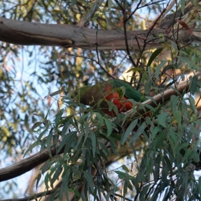 Alisterus scapularis (Australian King-Parrot) at Hughes Grassy Woodland - 28 Mar 2020 by JackyF