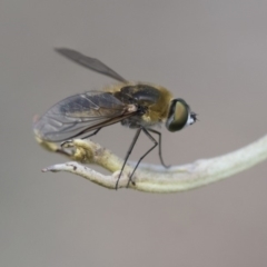 Comptosia sp. (genus) (Unidentified Comptosia bee fly) at The Pinnacle - 14 Feb 2020 by AlisonMilton