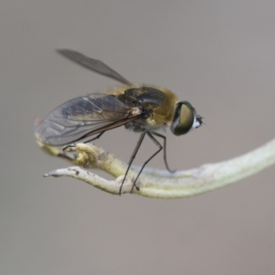 Comptosia sp. (genus) (Unidentified Comptosia bee fly) at Dunlop, ACT - 14 Feb 2020 by AlisonMilton