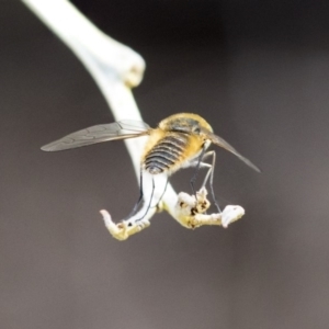 Comptosia sp. (genus) at Dunlop, ACT - 14 Feb 2020