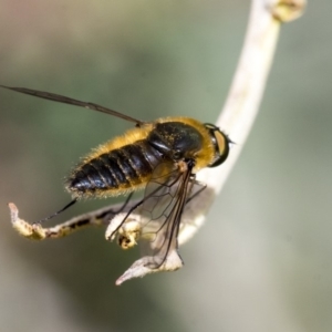 Comptosia sp. (genus) at Dunlop, ACT - 14 Feb 2020