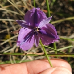 Arthropodium fimbriatum (Chocolate Lily) at Kambah, ACT - 31 Mar 2020 by HelenCross