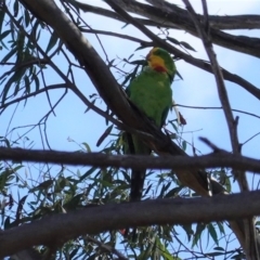 Polytelis swainsonii (Superb Parrot) at Red Hill to Yarralumla Creek - 31 Mar 2020 by JackyF