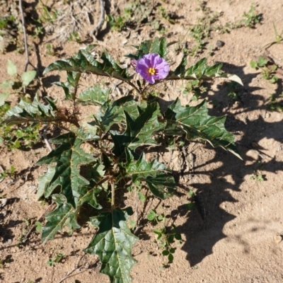 Solanum cinereum (Narrawa Burr) at Red Hill to Yarralumla Creek - 31 Mar 2020 by JackyF