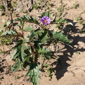 Solanum cinereum at Deakin, ACT - 31 Mar 2020