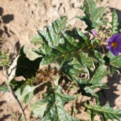 Solanum cinereum at Deakin, ACT - 31 Mar 2020 04:09 PM