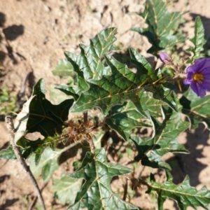 Solanum cinereum at Deakin, ACT - 31 Mar 2020