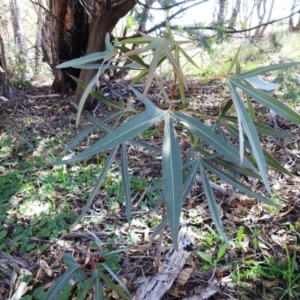 Brachychiton populneus subsp. populneus at Kambah, ACT - 31 Mar 2020
