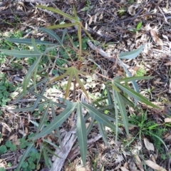 Brachychiton populneus subsp. populneus at Kambah, ACT - 31 Mar 2020