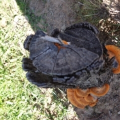 Trametes coccinea (Scarlet Bracket) at Red Hill to Yarralumla Creek - 31 Mar 2020 by JackyF