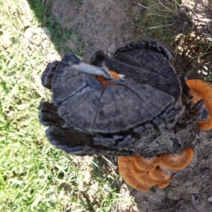 Trametes coccinea at Deakin, ACT - 31 Mar 2020 04:23 PM