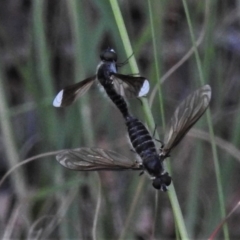 Comptosia apicalis (A bee fly) at Bonython, ACT - 31 Mar 2020 by JohnBundock