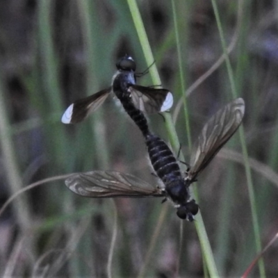 Comptosia apicalis (A bee fly) at Stranger Pond - 31 Mar 2020 by JohnBundock