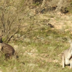 Osphranter robustus (Wallaroo) at McQuoids Hill - 31 Mar 2020 by HelenCross